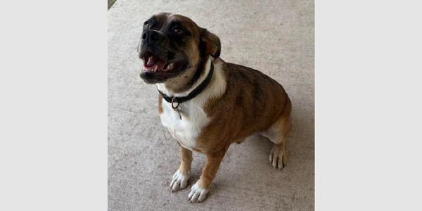 Big Bend - ABR Return, Boxer, puppy, available for adoption
