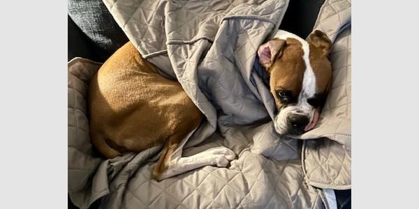 Brewster II, Boxer, adult, available for adoption