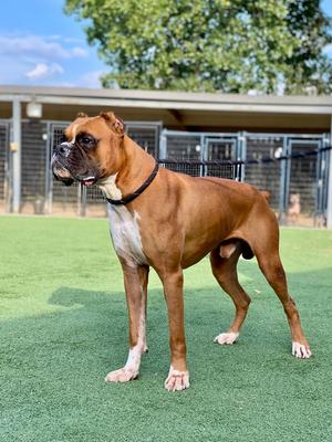 Curry, Boxer, senior, available for adoption