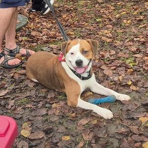 a brown and white dog lying on the ground with a blue toy
