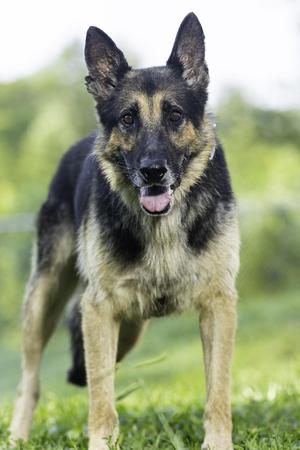 Chester, German Shepherd Dog, senior, available for adoption