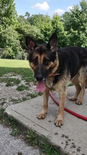 Chester, German Shepherd Dog, senior, available for adoption