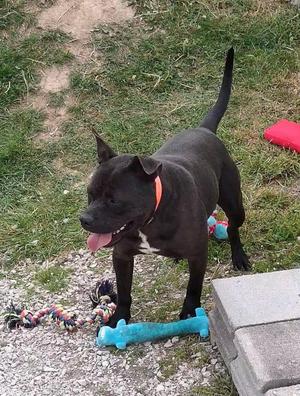 Whitt, American Staffordshire Terrier, young, available for adoption