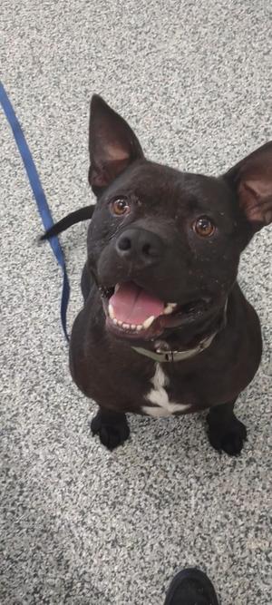 Whitt, American Staffordshire Terrier, young, available for adoption
