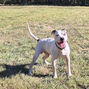 A white dog with a black collar standing on a grassy field, its tongue out and tail raised.