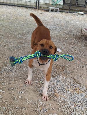 A dog holding a rope toy in its mouth.