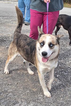 Bernie, Husky, young, available for adoption