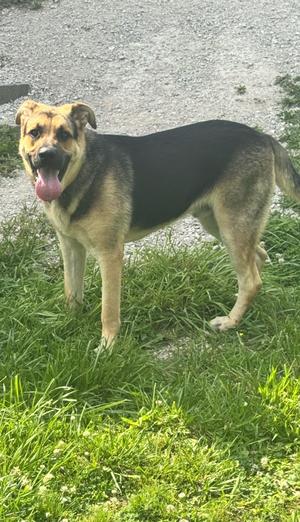 Diesel, German Shepherd Dog, young, available for adoption