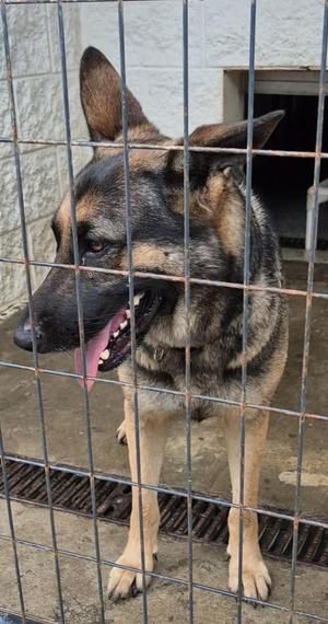 German Shepherd dog behind a metal fence