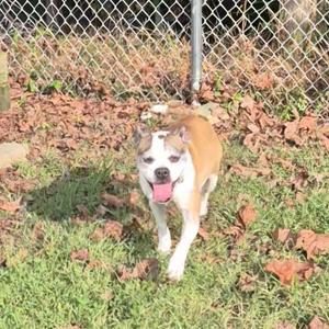 A brown and white dog with a black nose and floppy ears is running on a grassy area with fallen leaves. The dog has its mouth open and tongue out, appearing happy and energetic. A chain-link fence is visible in the background.