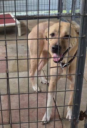 A light-colored dog with a black collar is standing behind a metal fence. The dog has its mouth open, showing its tongue, and appears to be panting. The background includes a red and white dog bed and a concrete floor.