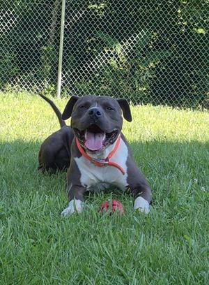 Shel, American Staffordshire Terrier, young, available for adoption