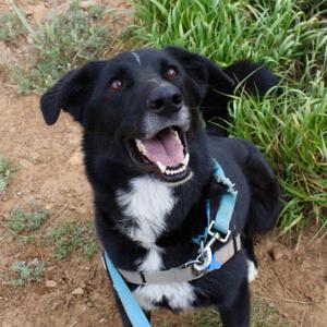 Duke AKA Darrell, Retriever, Labrador, adult, available for adoption