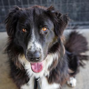 A black and white dog with brown eyes and a pink tongue, sitting on a concrete surface.