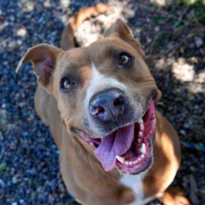 PUDDIN, Terrier, American Staffordshire, adult, available for adoption