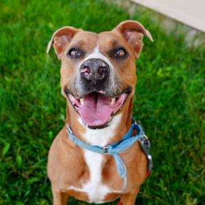 PUDDIN, Terrier, American Staffordshire, adult, available for adoption