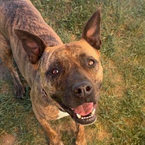 A brindle dog with pointed ears and a happy expression, standing on grass.