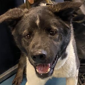Buster, Akita, adult, available for adoption