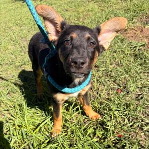 Amy, Terrier, puppy, available for adoption