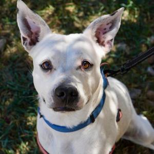Nita, Terrier, American Staffordshire, adult, available for adoption