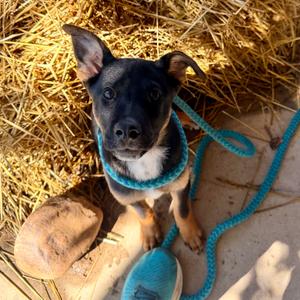 Penny, Terrier, puppy, available for adoption