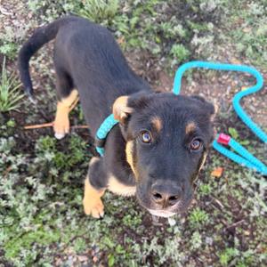 A black and tan puppy with a blue collar and leash, standing on grass and looking up at the camera.
