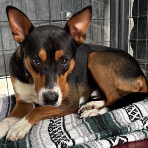 Mojo, Collie, Smooth, adult, available for adoption