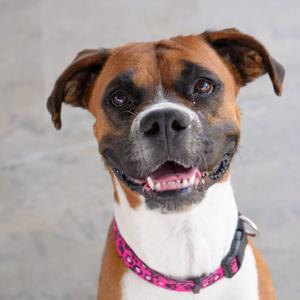 Millie, Boxer, adult, available for adoption
