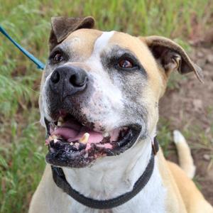 Mater, Boxer, senior, available for adoption