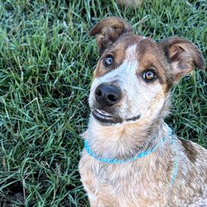 Reba, Cattle Dog, Australian (Blue Heeler), adult, available for adoption