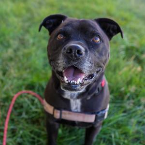 A black dog with a happy expression, wearing a harness, standing on grass.