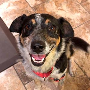 Freckles, Cattle Dog, Australian (Blue Heeler), adult, available for adoption