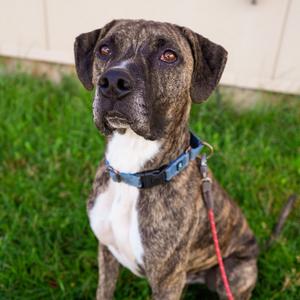 Shai, Hound, Plott, adult, available for adoption