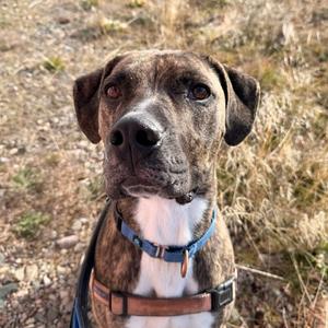 Shai, Hound, Plott, adult, available for adoption