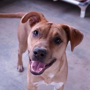 A happy brown dog with floppy ears and a white patch on its chest, looking up with its tongue out.