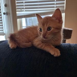 August, kitten, available for adoption