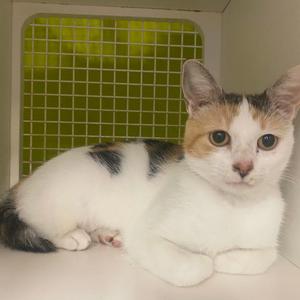 Novela, adult, available for adoption