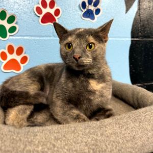 Bagel, adult, available for adoption