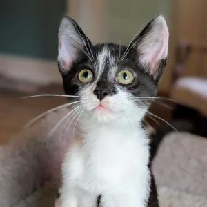 Samantha Adams, adult, available for adoption
