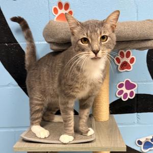 Niklaus, adult, available for adoption