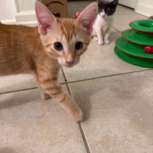 Cheddar, kitten, available for adoption