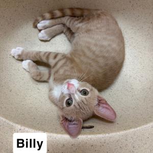 A tabby cat named Billy lying in a sink
