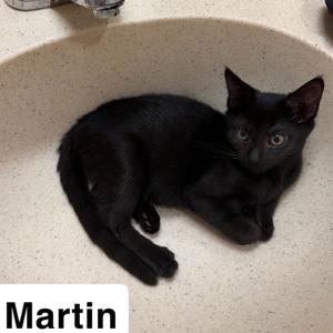 Martin, kitten, available for adoption