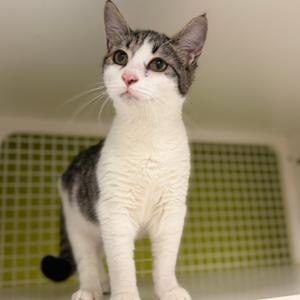 Georgie, kitten, available for adoption