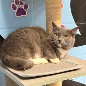 Ski, adult, available for adoption