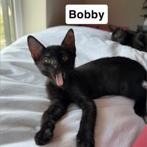Bobby, kitten, available for adoption