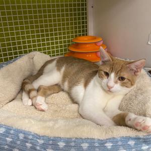 Cora, adult, available for adoption