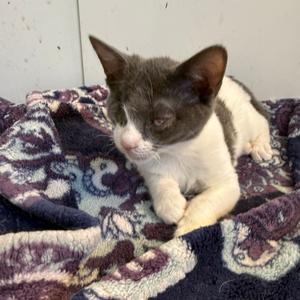 Olive, kitten, available for adoption