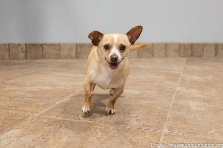A small, light brown dog with large ears and a white chest is running towards the camera on a tiled floor.