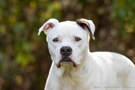 Marie, Bulldog, senior, available for adoption